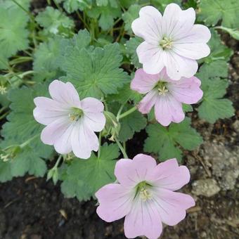 Storchschnabel (Geranium 'Dreamland') - Gartenpflanzen