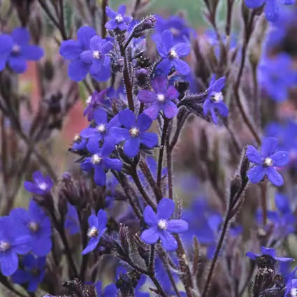 Ochsenzunge (Anchusa azurea 'Dropmore') - Gartenpflanzen