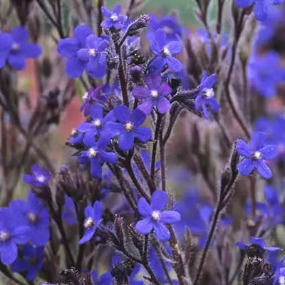Ochsenzunge (Anchusa azurea 'Dropmore')