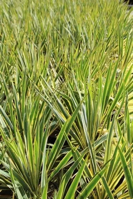 Palmenlilie (Yucca filamentosa 'Bright Edge')