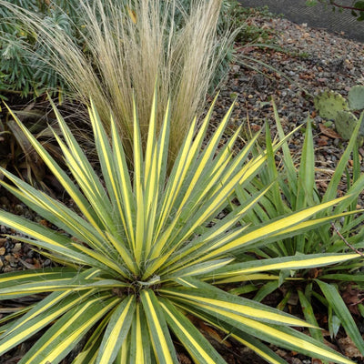 Palmenlilie (Yucca filamentosa 'Color Guard')