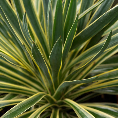 Palmlelie (Yucca gloriosa 'Variegata') - Exotische planten