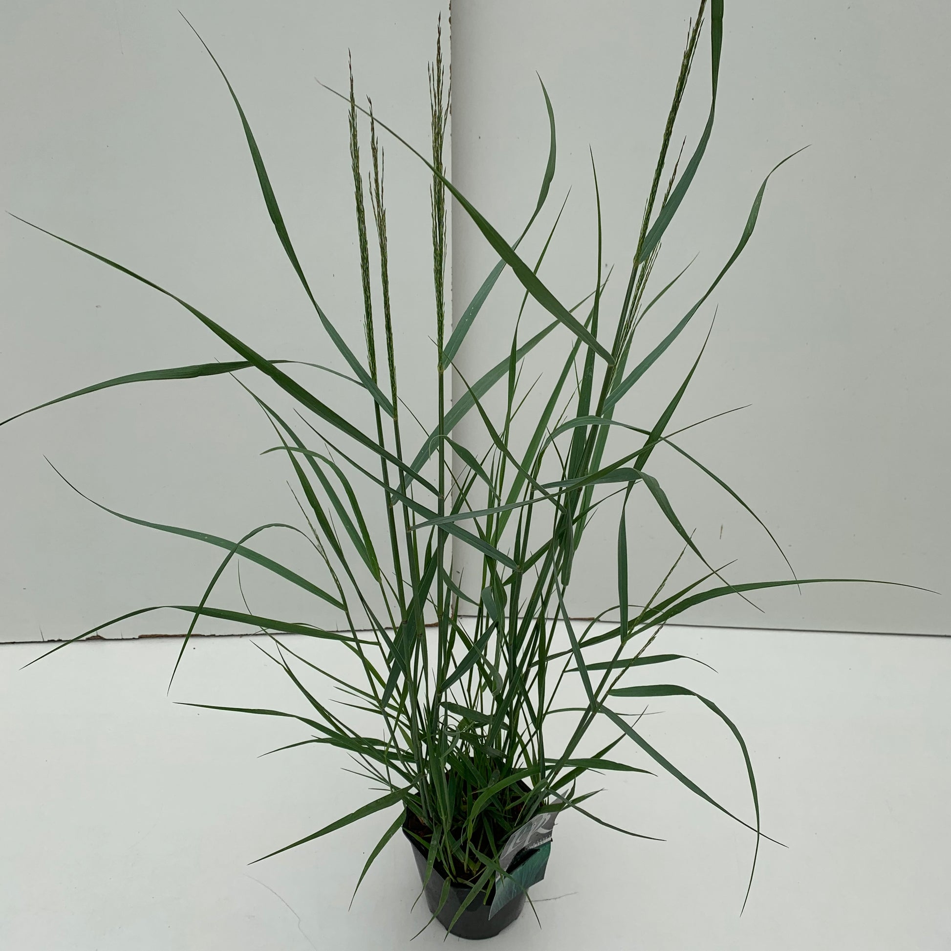 Vingergras (Panicum 'Prairy Sky') - Vingergras