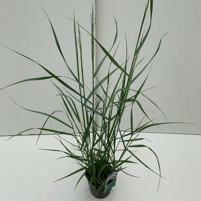 Vingergras (Panicum 'Prairy Sky')