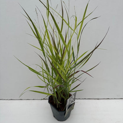 Vingergras (Panicum 'Sangria') - Vingergras