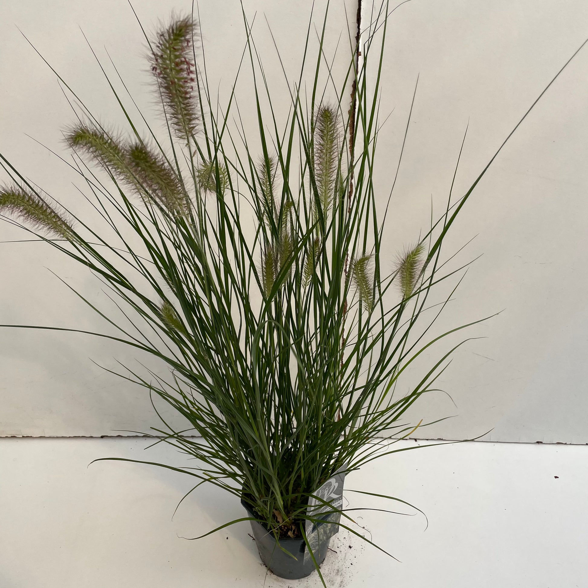 Lampepoetsersgras (Pennisetum 'Hameln Gold') - Lampepoetsersgras