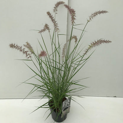 Lampepoetsersgras (Pennisetum 'Karley Rose') - Lampepoetsersgras