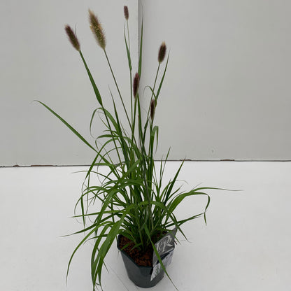 Lampepoetsersgras (Pennisetum 'Red Bunny Tails') - Lampepoetsersgras