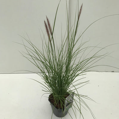 Lampepoetsersgras (Pennisetum 'Rupelli')