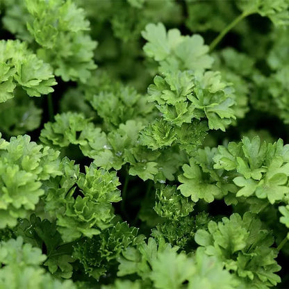 Petersilie (Petroselinum crispum) - Gartenpflanzen