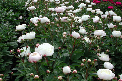 Pfingstrose (Paeonia (L) 'Duchesse de Nemours') - Gartenpflanzen