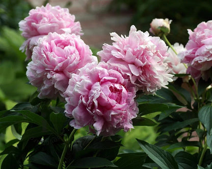 Pfingstrose (Paeonia (L) 'Sarah Bernhardt') - Gartenpflanzen