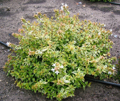 Abelia (Abelia 'Kaleidoscope' PBR)