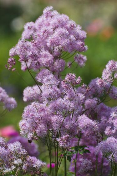 Ruit (Thalictrum 'Nimbus Pink') - Gartenpflanzen