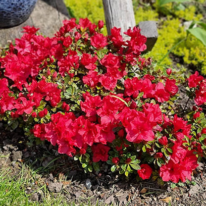 Rhododendron (Rhododendron ENCORE® Autumn Fire ) - Rhododendron