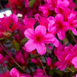 Rhododendron (Rhododendron ENCORE® Autumn Prince)