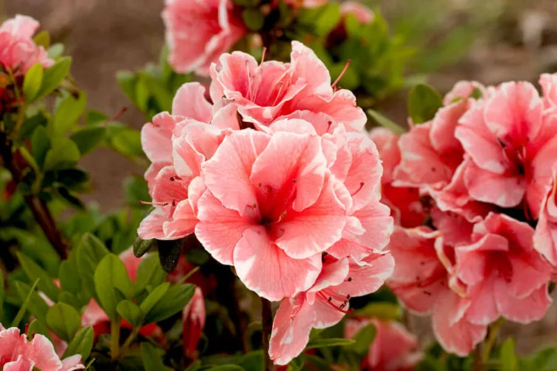 Rhododendron (Rhododendron ENCORE® Autumn Starburst) - Rhododendron