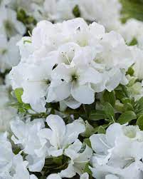Rhododendron (Rhododendron ENCORE® Pure White)