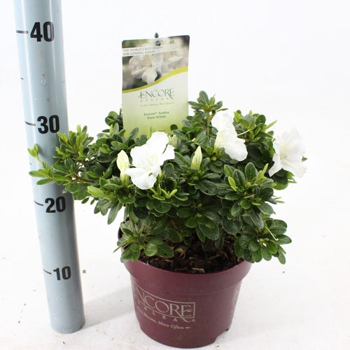 Rhododendron (Rhododendron ENCORE® Pure White) - Rhododendron