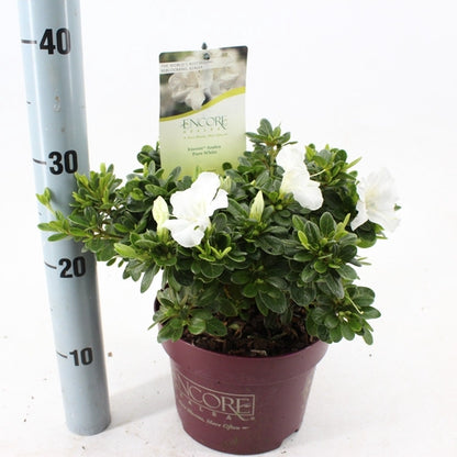 Rhododendron (Rhododendron ENCORE® Pure White) - Rhododendron