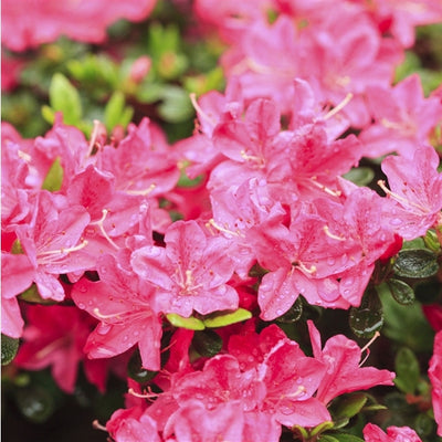 Rhododendron (Rhododendron (AJ) 'Anouk')