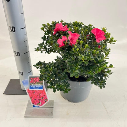 Rhododendron (Rhododendron (AJ) 'Anouk') - Rhododendron