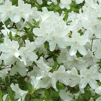 Rhododendron (Rhododendron (AJ) 'Hisako' )