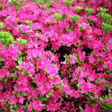 Rhododendron (Rhododendron (AJ) 'Kermesina')