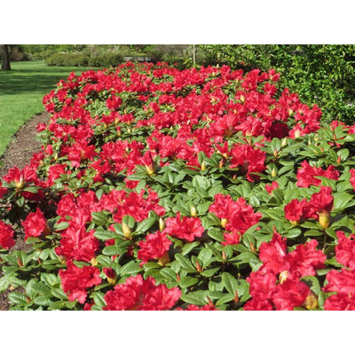 Rhododendron (Rhododendron forrestii 'Scarlet Wonder')