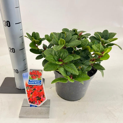 Rhododendron (Rhododendron forrestii 'Scarlet Wonder') - Rhododendron