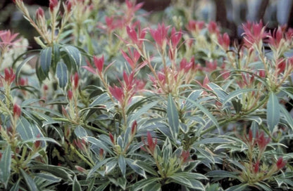 Rotsheide (Pieris ‘Flaming Silver’) - Heesters