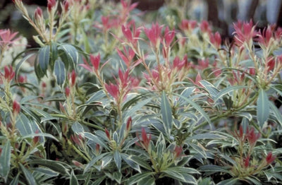 Rock Heather (Pieris 'Flaming Silver')