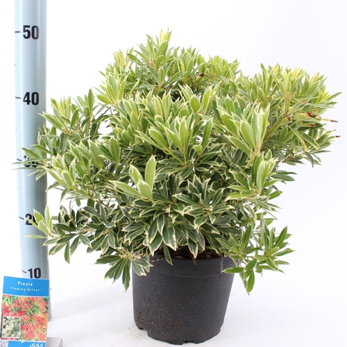 Rotsheide (Pieris ‘Flaming Silver’) - Heesters