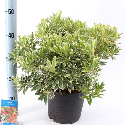 Rotsheide (Pieris ‘Flaming Silver’) - Heesters