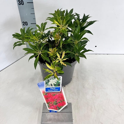 Rotsheide (Pieris ‘Forest Flame’) - Heesters