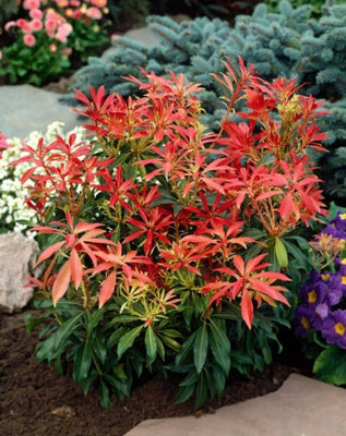 Felsenheide (Pieris 'Forest Flame')