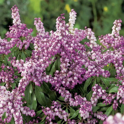 Rotsheide (Pieris jap. Pink Passion ) - Heesters