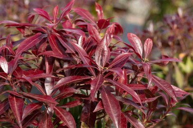 Felsenheide (Pieris jap. 'Katsura' PBR)