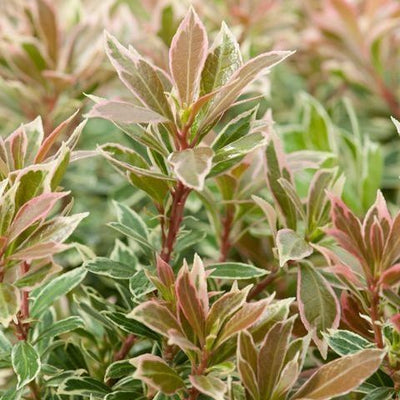 Rock Heather (Pieris jap. 'Little Frosty' PBR)
