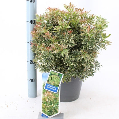 Rotsheide (Pieris jap. ‘Little Frosty’ PBR) - Heesters