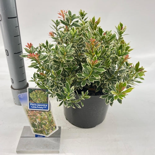 Rotsheide (Pieris jap. ‘Little Frosty’ PBR) - Heesters