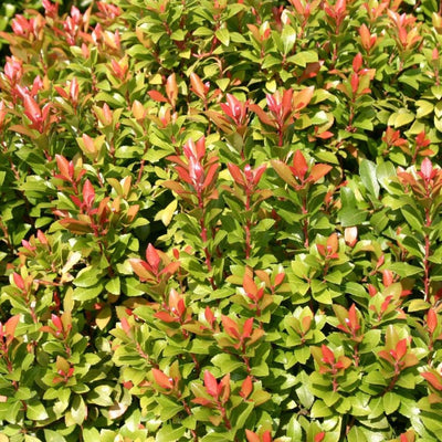 Rock Heath (Pieris jap. 'Little Heath Green')