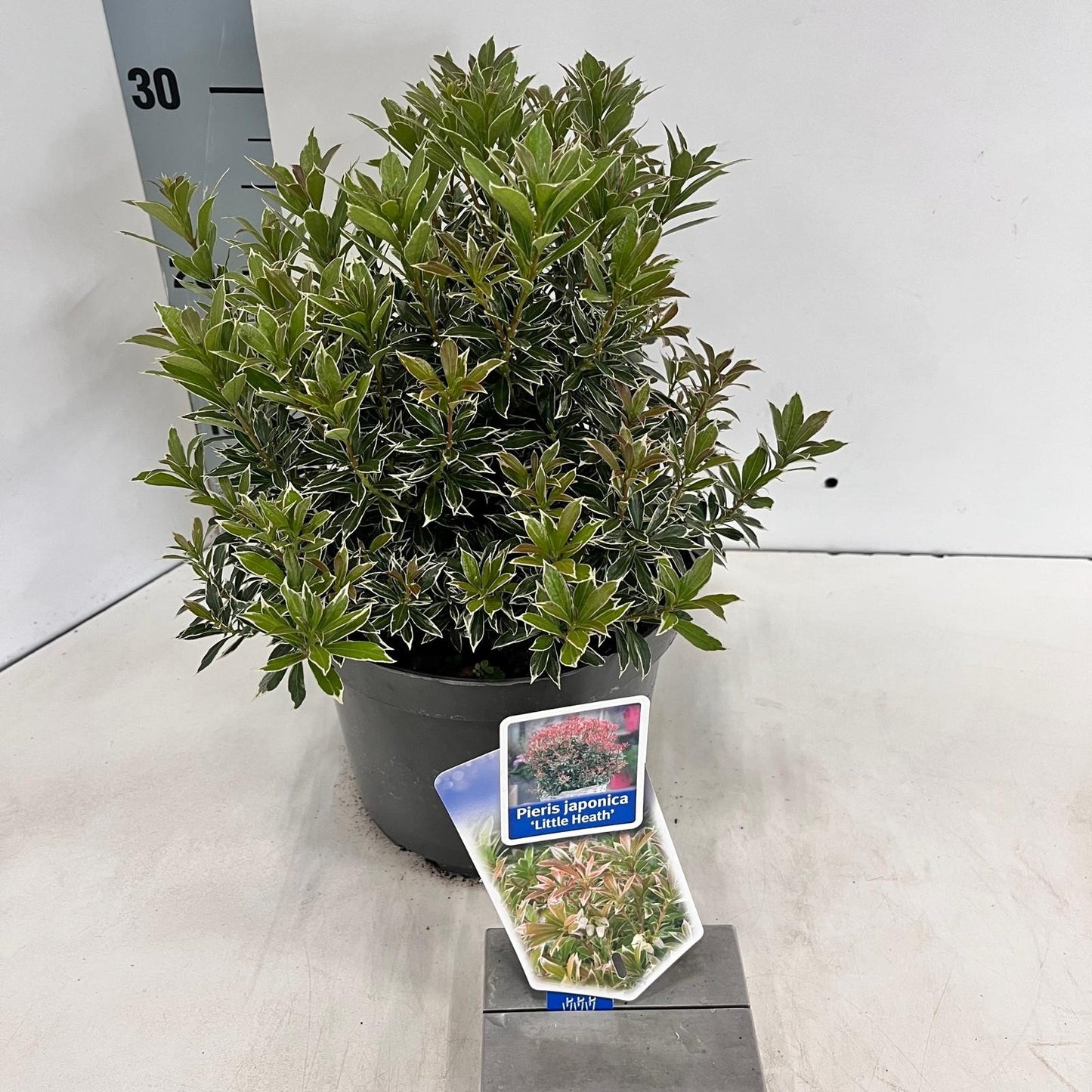 Rotsheide (Pieris jap. ‘Little Heath’) - Heesters