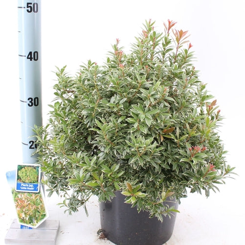 Rotsheide (Pieris jap. ‘Little Heath’) - Heesters