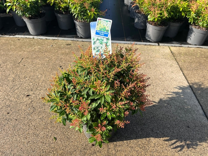 Rotsheide (Pieris jap. 'Passion' PBR) - Heesters