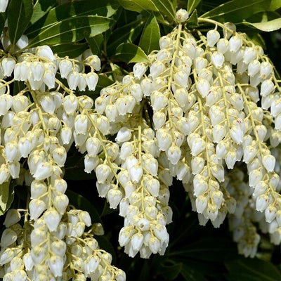 Felsenheide (Pieris jap. 'Reinheit')