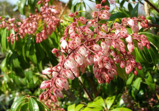 Rotsheide (Pieris jap. 'Rosalinda') - Sträucher