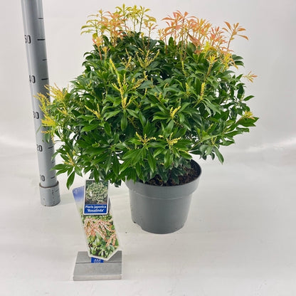 Rotsheide (Pieris jap. 'Rosalinda') - Sträucher