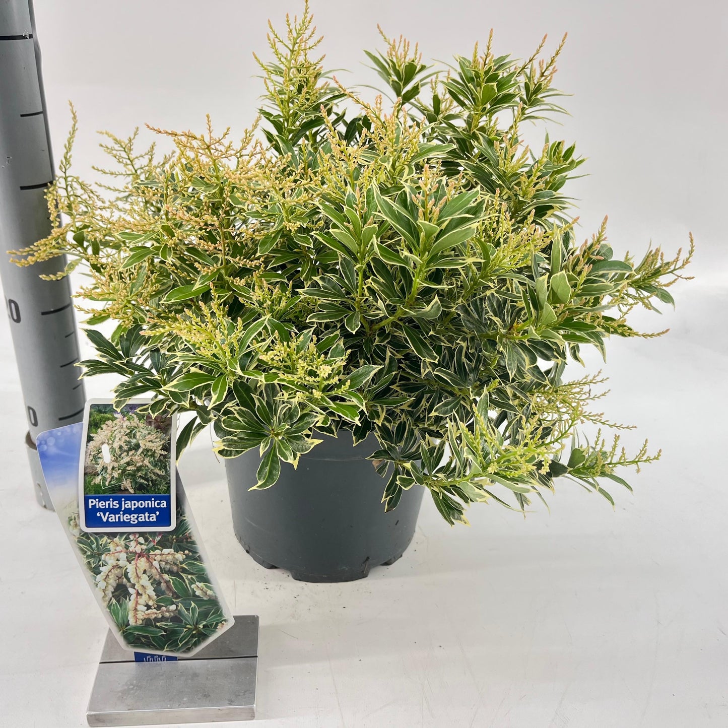 Rotsheide (Pieris jap. ‘Variegata’) - Heesters