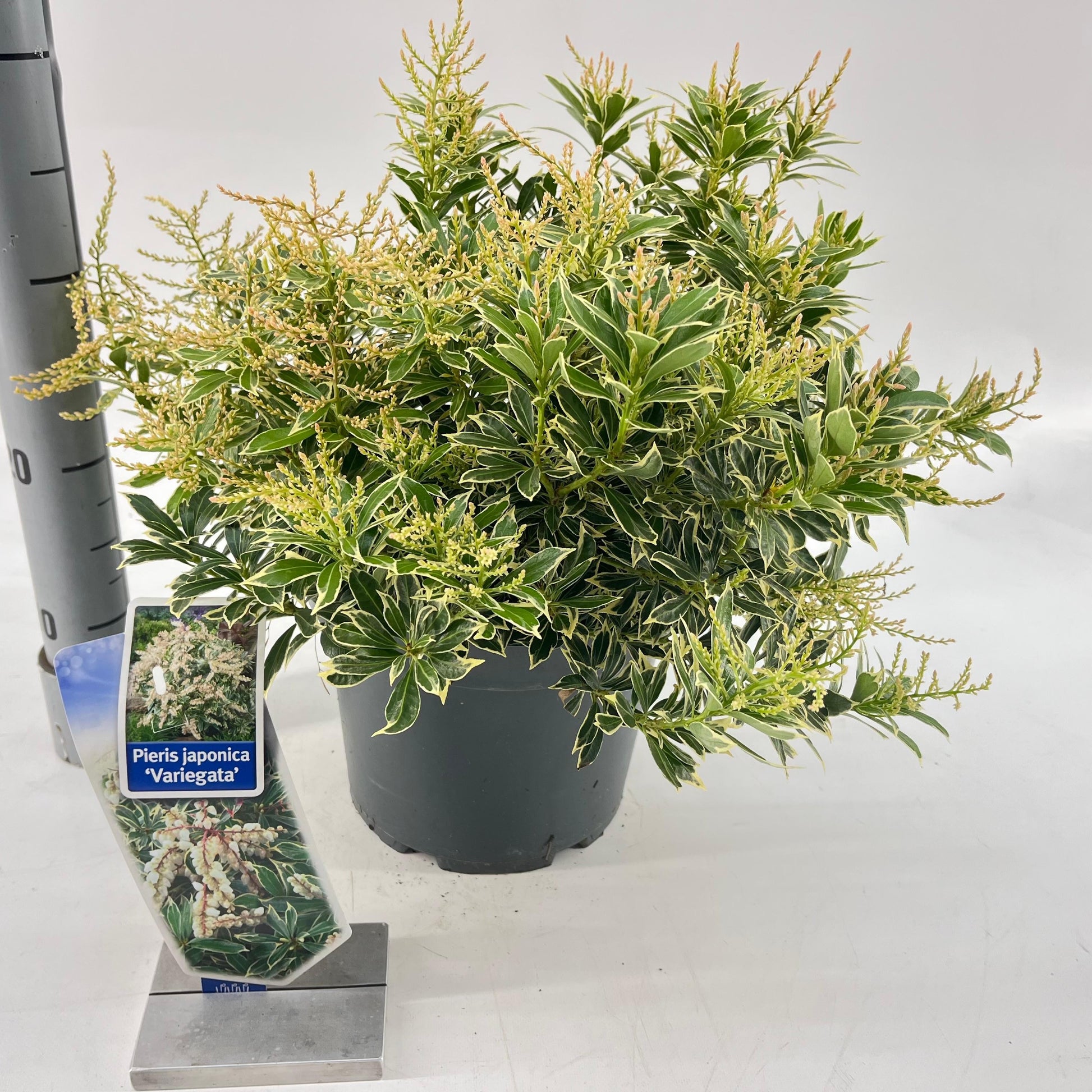 Rotsheide (Pieris jap. ‘Variegata’) - Heesters